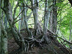 Rezerwat przyrody Przylądek Rozewski